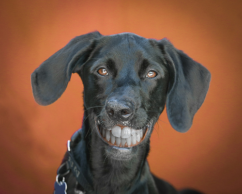 Природа Вопрос: Сколько зубов у взрослой собаки?