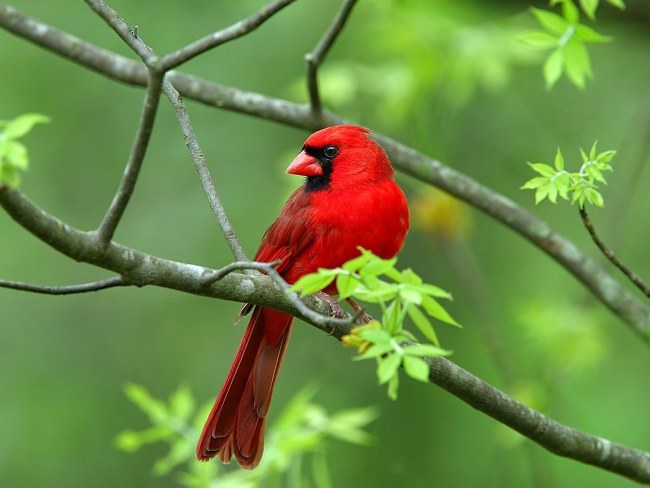 Nature Trivia Question: Why does cardinal repeatedly fly into windows?
