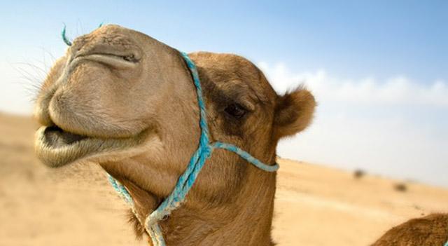 Geography Trivia Question: Camels don't have gallbladder