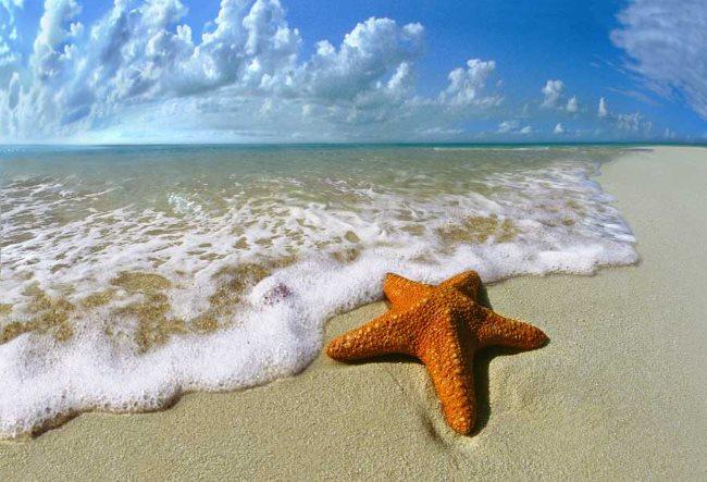 Society Trivia Question: Can people eat starfish?