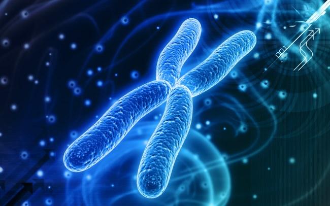 Science Trivia Question: How many chromosomes does a human have?