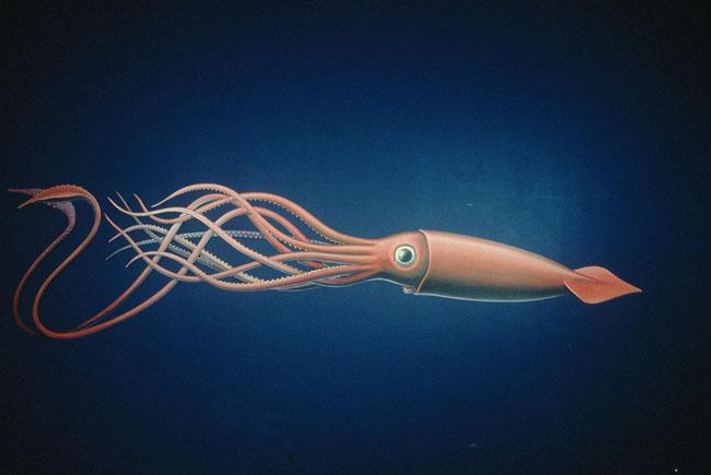 Geography Trivia Question: How many "legs" does a squid have?