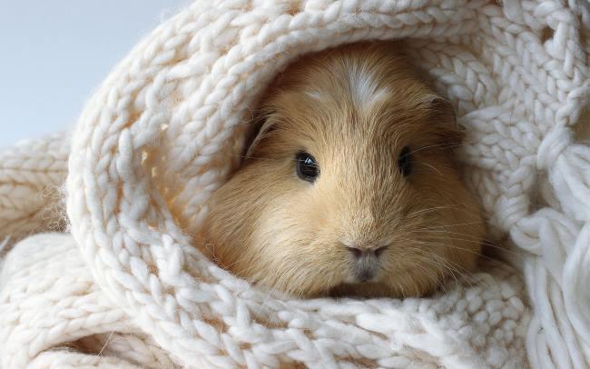 Geography Trivia Question: How many toes do guinea pigs have (on all four feet in total)?