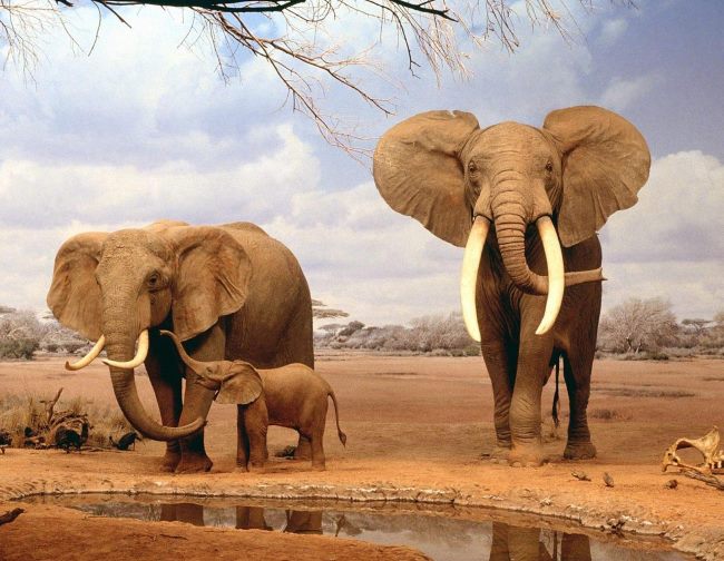 Природа Вопрос: Сколько длится беременность слона?