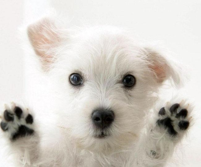 Природа Вопрос: Сколько должно быть пальцев на лапах у собаки?