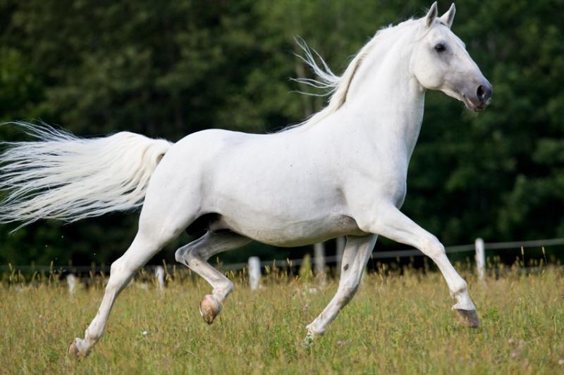Geography Trivia Question: The great white lipizzan horses are born dark