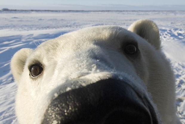 Nature Trivia Question: What color is a polar bear's skin?