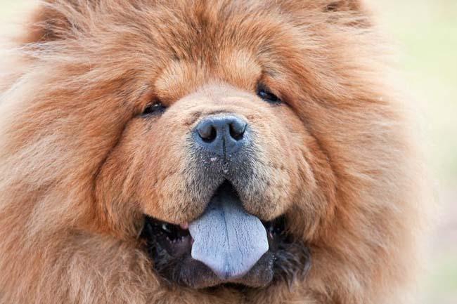 Geography Trivia Question: Chow Chow puppies are born with blue-black tongues