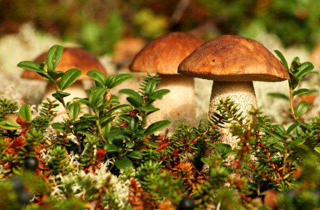 Nature Trivia Question: Approximately how many species of mushrooms are there in the kingdom Fungi?