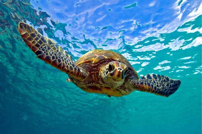 Natura Domande: Quante ossa ci sono in un guscio di tartaruga?