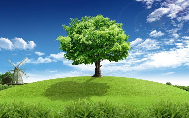 География Вопрос: Откуда деревья получают большинство питательных веществ?