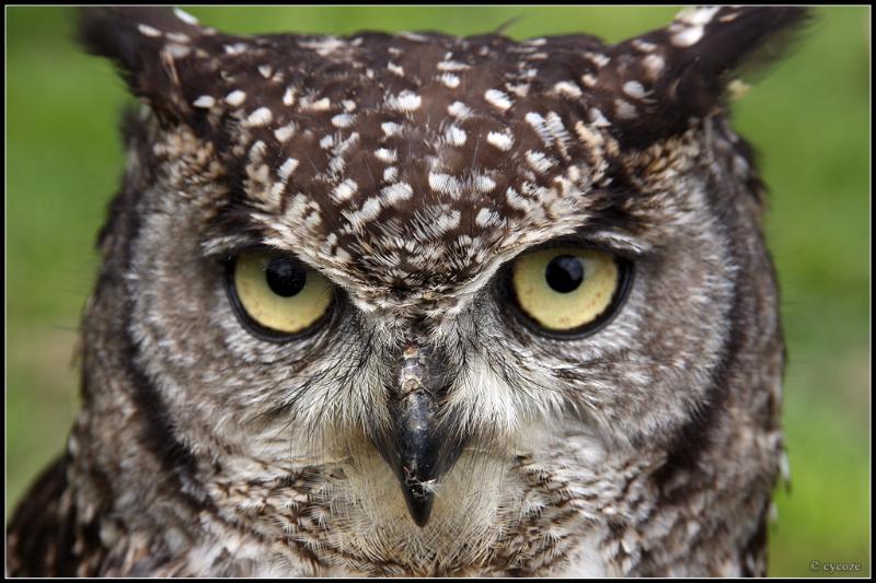 Nature Trivia Question: At which angle can an eagles and owls swivel their head?