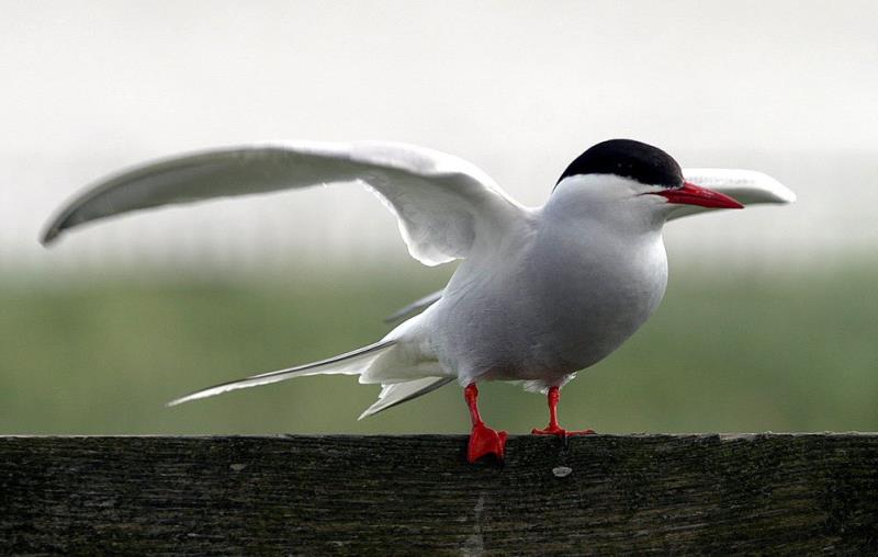 География Вопрос: Какое максимальное расстояние покрывает птица за год во время сезонных миграций?
