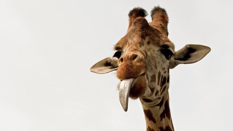 Geography Trivia Question: An adult giraffe's tongue is how long?