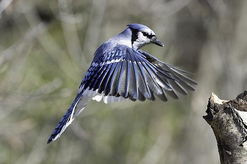 Nature Trivia Question: Are Blue Jays descendants from dinosaurs?