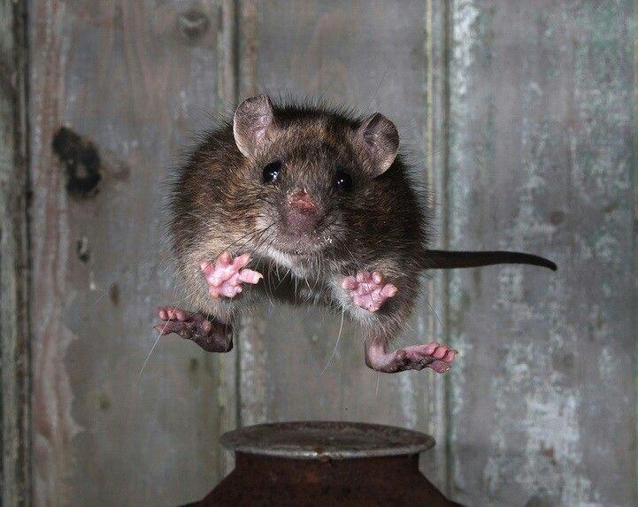Nature Trivia Question: Is it true that a rat can fall as far as 50 feet and land uninjured?