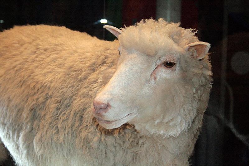 Наука Вопрос: Сколько прожила клонированная овечка Долли?
