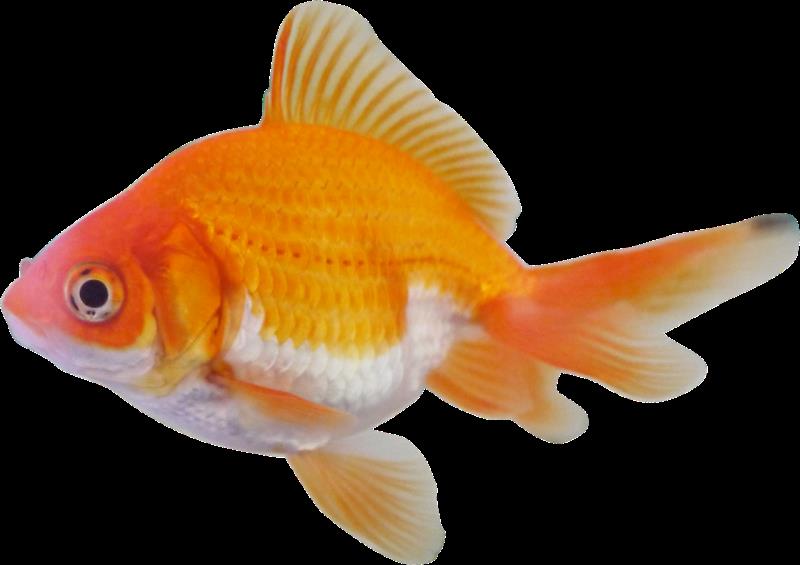 Nature Trivia Question: What fish has its head at right angles to its body?