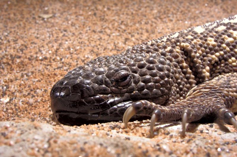Nature Trivia Question: Along with Mexican beaded lizard, what other lizard is venomous?