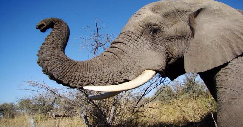 Nature Trivia Question: How many muscles are in an elephant's trunk?