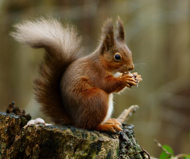 Nature Trivia Question: How many nests does a squirrel usually create?