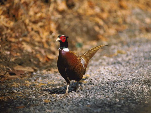 Nature Trivia Question: Not native to North America, ring-necked pheasants were imported into the U.S. from which country?