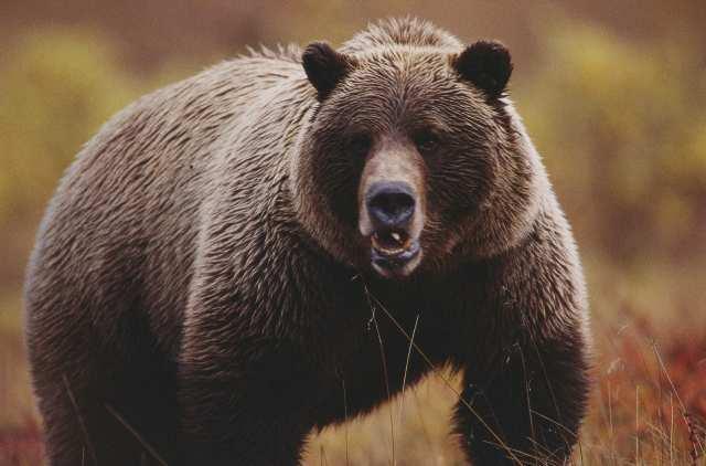 Nature Trivia Question: What does a bear eat?