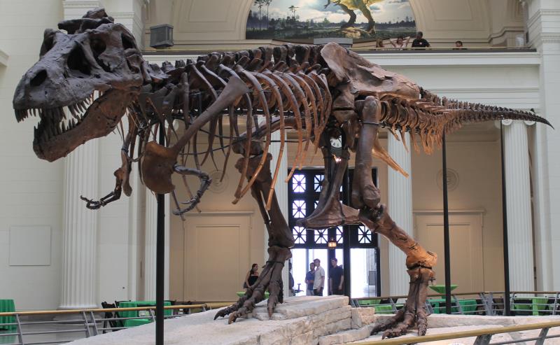 Geography Trivia Question: What was the nickname of the best preserved Tyrannosaurus rex specimen ever found?