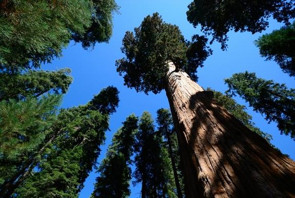 природа Запитання-цікавинка: У якому штаті США можна знайти найвищі дерева в світі?