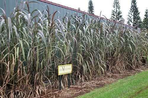 społeczeństwo Pytanie-Ciekawostka: Jaki kraj jest największym producentem trzciny cukrowej?