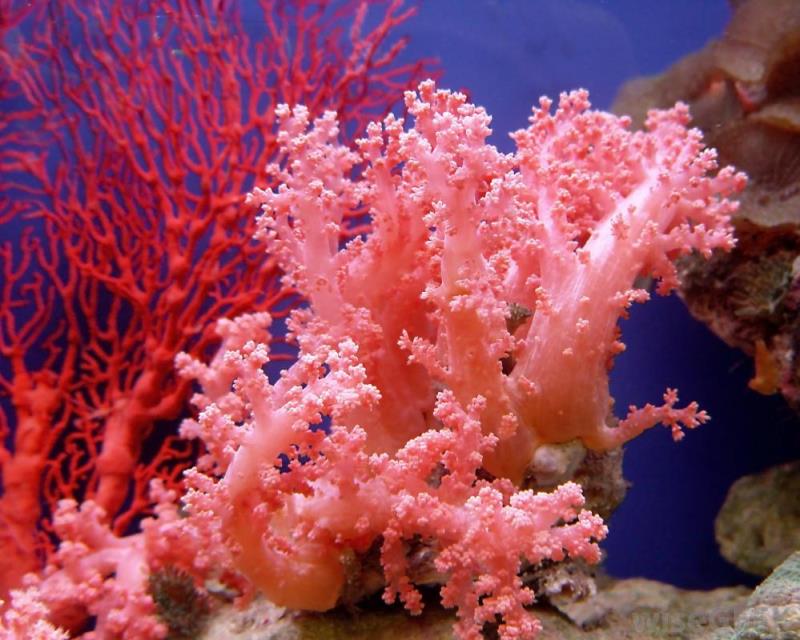 Geography Trivia Question: What place has roads made of coral?