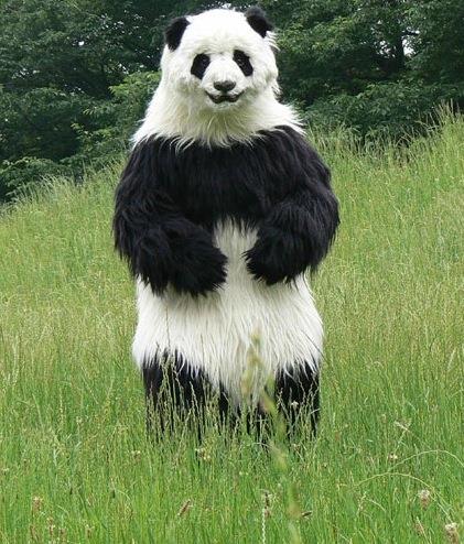 Geography Trivia Question: What is the average length of an adult Giant Panda?
