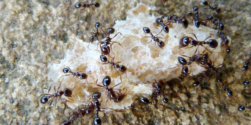Nature Trivia Question: What is the most dangerous ant?