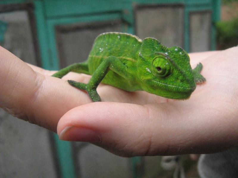 Nature Trivia Question: Why do chameleons change color?