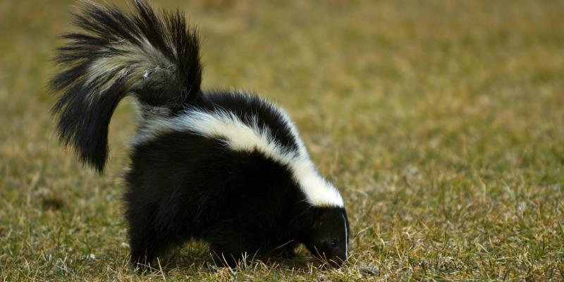 Nature Trivia Question: How far can a skunk spray?