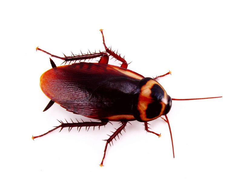 Nature Trivia Question: How long does an American cockroach live?