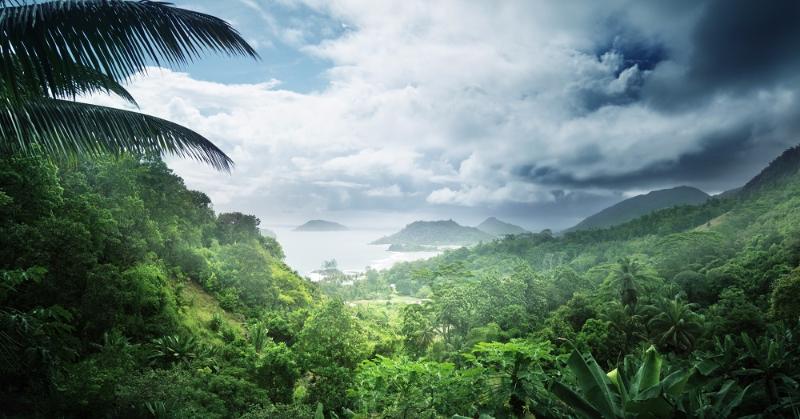  Trivia Question: Pick the largest tropical rainforest