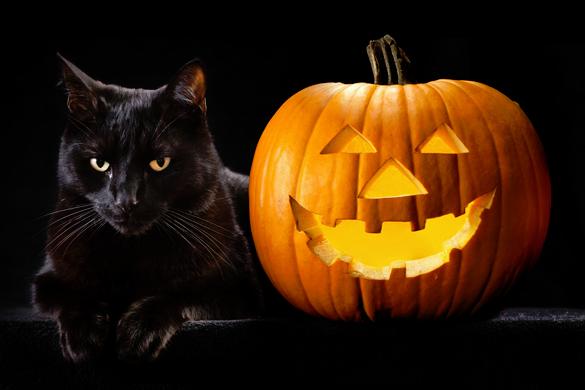  Trivia Question: What do black and orange colors used on Halloween symbolize?