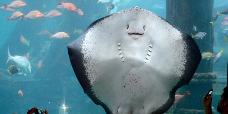  Trivia Question: Can stingrays attack people?
