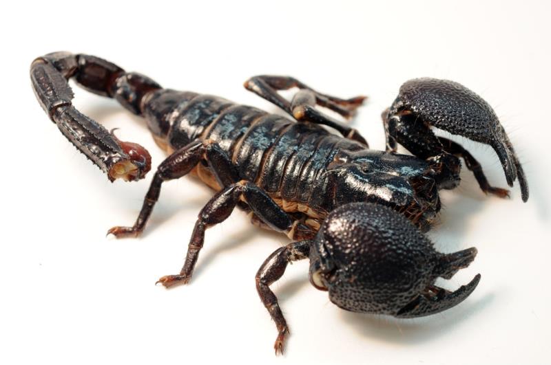 Nature Trivia Question: In which part of its body does scorpion store venom?