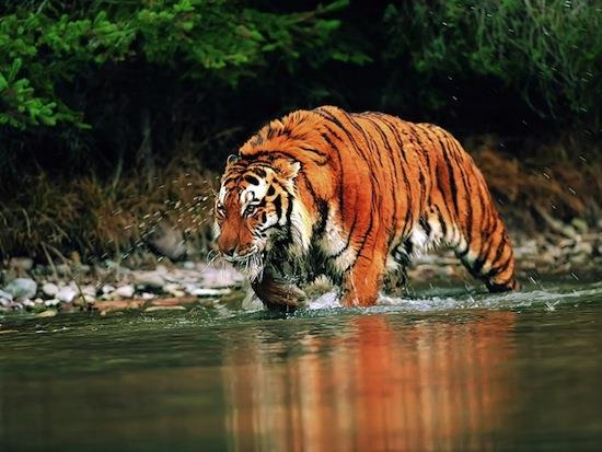 Природа Вопрос: Правда ли, что побритый тигр всё равно останется полосатым?