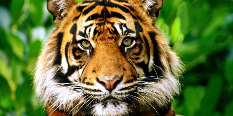  Trivia Question: Tiger's roar can be heard as far as 2 miles away