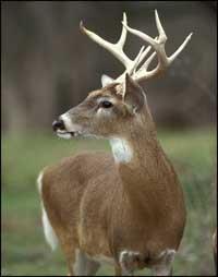 Geography Trivia Question: When a male white tail deer sheds his antlers how long does it take for them to grow back?
