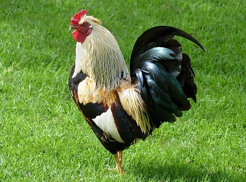 Geography Trivia Question: Why do roosters crow in the morning?