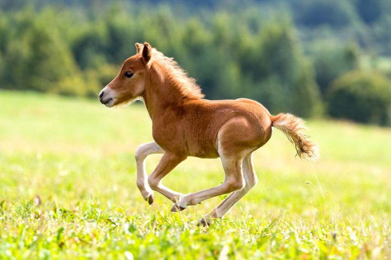 Природа Вопрос: Может ли лошадь рвать?