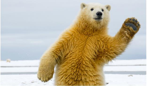 Nature Trivia Question: Do Polar Bears eat penguins in the wild?