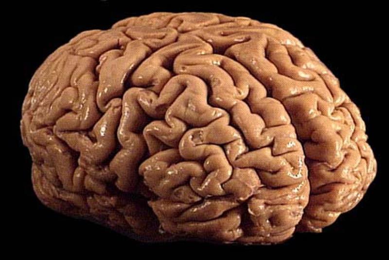 Science Trivia Question: How heavy is the human brain?