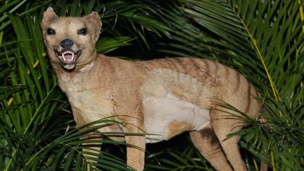 Nature Trivia Question: What type of species was the Tasmanian Tiger?