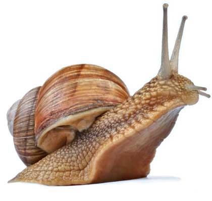 Nature Trivia Question: What substance is a snail's shell made of?
