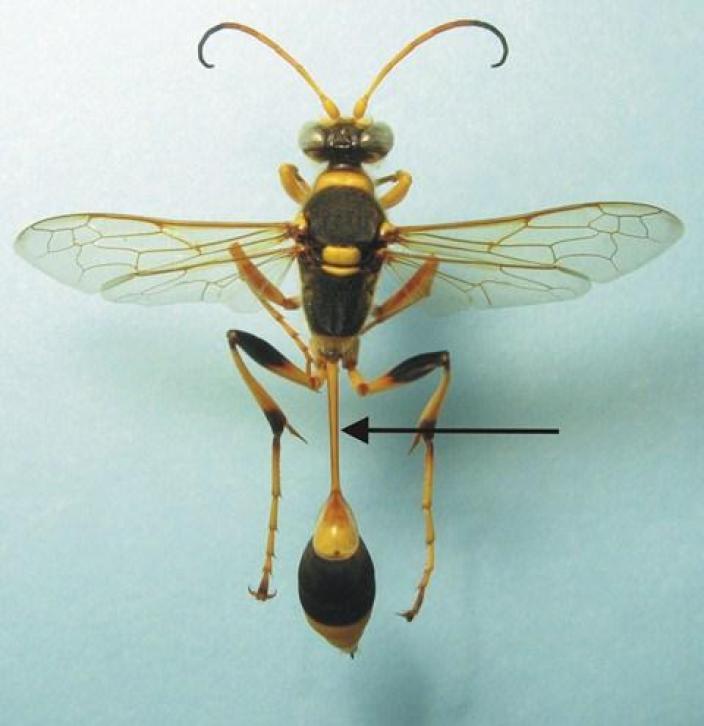 Nature Trivia Question: A wasp's waist is called ...